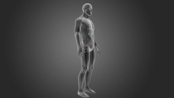 Σκελετός Οπίσθια Άποψη Του Ανθρώπου Της Χοληδόχου Κύστης Γκρίζο Φόντο — Αρχείο Βίντεο