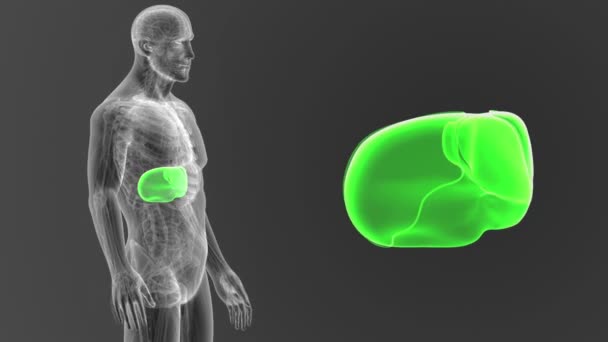 Menselijke Lever Weergave Uit Lichaam Illustratie Grijze Achtergrond — Stockvideo