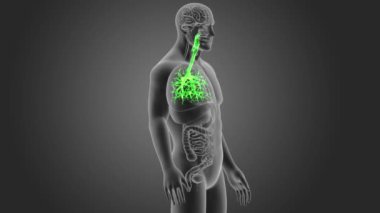 insan nefes borusu iskelet arka görünümü gri arka plan üzerinde