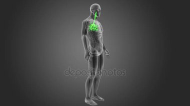 insan nefes borusu iskelet arka görünümü gri arka plan üzerinde