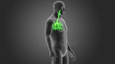 insan nefes borusu iskelet arka görünümü gri arka plan üzerinde