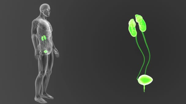 人体泌尿系统出体视图3D — 图库视频影像