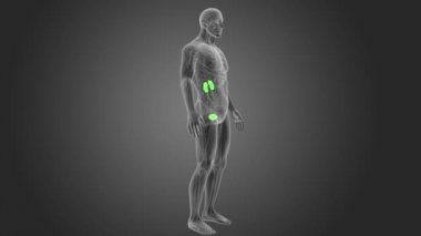 Üriner sistem görünümü 3d illüstrasyon insan