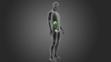 Üriner sistem görünümü 3d illüstrasyon insan