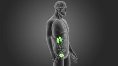 Üriner sistem görünümü 3d illüstrasyon insan
