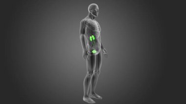 Üriner sistem görünümü 3d illüstrasyon insan