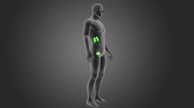 Üriner sistem görünümü 3d illüstrasyon insan