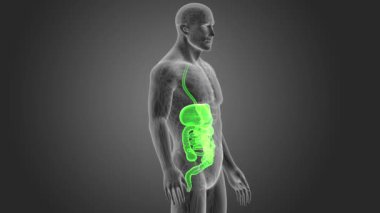 İnsan sindirim sistemi 3d boyut görünüm 