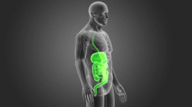 İnsan sindirim sistemi 3d boyut görünüm 