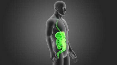 İnsan sindirim sistemi 3d boyut görünüm 