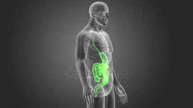 İnsan sindirim sistemi 3d boyut görünüm