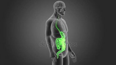 İnsan sindirim sistemi 3d boyut görünüm