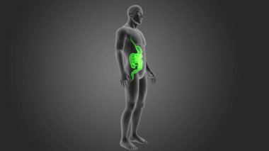 İnsan sindirim sistemi 3d boyut görünüm
