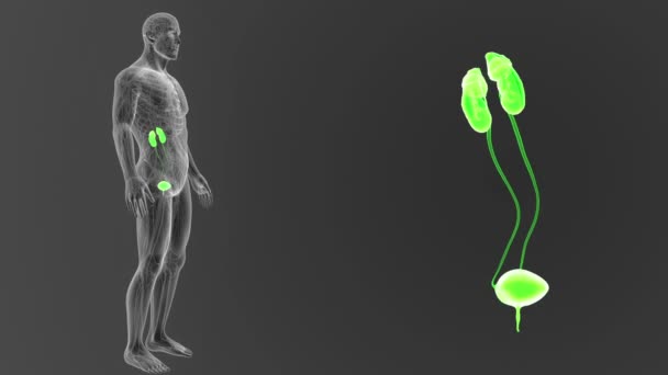 Sistema Urinario Umano Fuori Dalla Vista Corporea Illustrazione — Video Stock