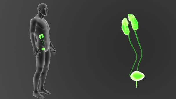 人体泌尿系统出体视图3D — 图库视频影像