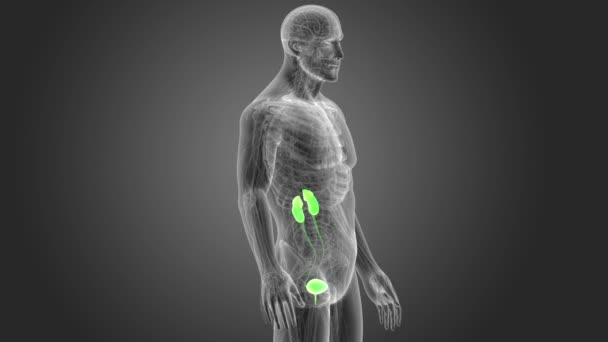 Vue Système Urinaire Humain Illustration — Video