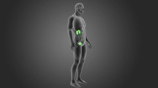 Menselijke Urine Systeem Weergave Illustratie — Stockvideo