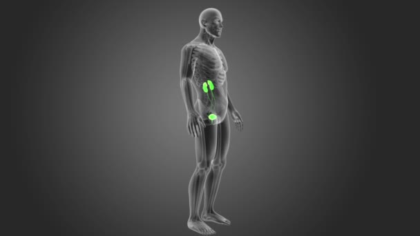 Menschliches Harnsystem Ansehen Illustration — Stockvideo