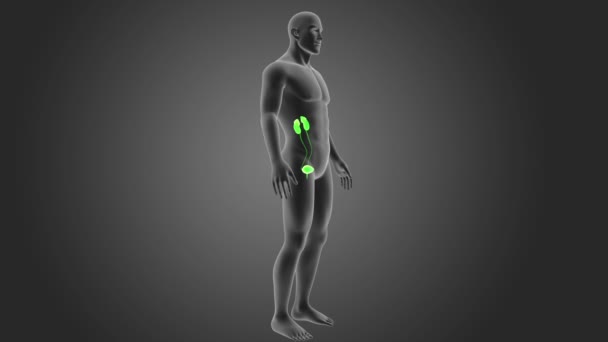 Gambar Pada Sistem Urin Manusia — Stok Video