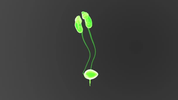 Human Urinary System out of body view 3d illustration — Stock Footage Human Urinary System Out Body View Illustration Royalty Free Stock Footage