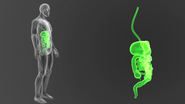 Blick Auf Das Menschliche Verdauungssystem Illustration Aus Dem Körper Heraus — Stockvideo