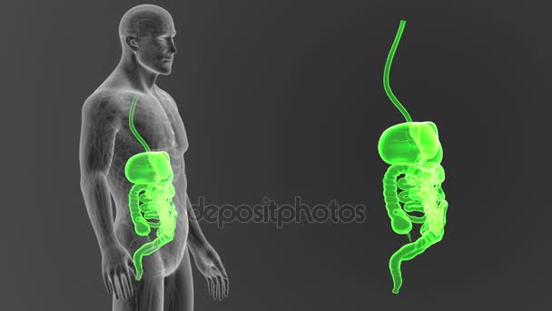 Illustrazione Visualizzazione Del Sistema Digestivo Umano Fuori Dal Corpo — Video Stock