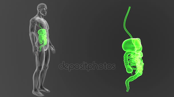 人体消化系统视图3D 插图出身体 — 图库视频影像