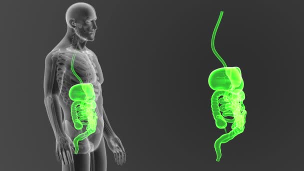 Sistema Digestivo Humano Ver Ilustración Fuera Del Cuerpo — Vídeo de stock