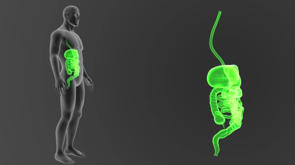 Human Digestive System View Illustration Out Body — Stock Video