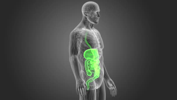 Sistema Digestivo Humano Ver Ilustración — Vídeos de Stock