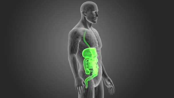 Sistema Digestivo Humano Ver Ilustración — Vídeos de Stock