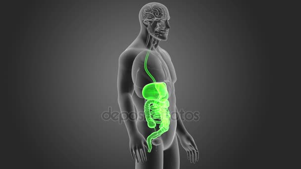 人体消化系统视图3D — 图库视频影像