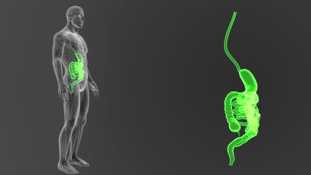 Sistema Digestivo Humano Vista Ilustração — Vídeo de Stock