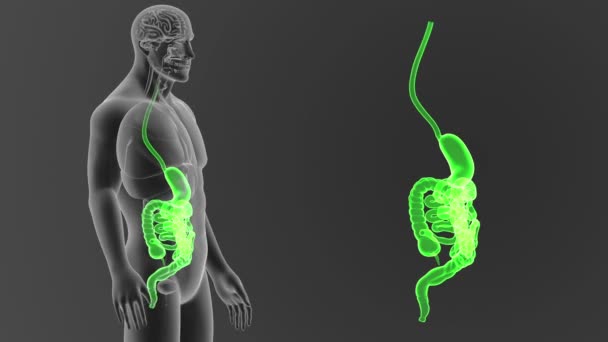 Sistema Digestivo Humano Vista Ilustração — Vídeo de Stock