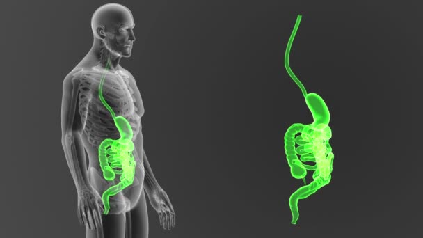 Sistema Digestivo Humano Ver Ilustración Fuera Del Cuerpo — Vídeo de stock