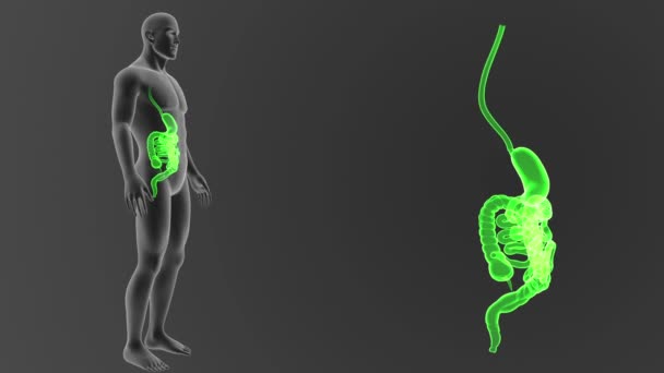 Blick Auf Das Menschliche Verdauungssystem Illustration Aus Dem Körper Heraus — Stockvideo