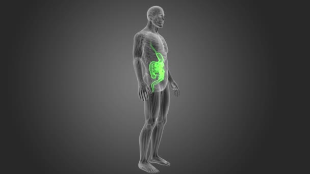 Menschliches Verdauungssystem Ansehen Illustration — Stockvideo