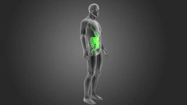 Sistema Digestivo Humano Vista Ilustração — Vídeo de Stock