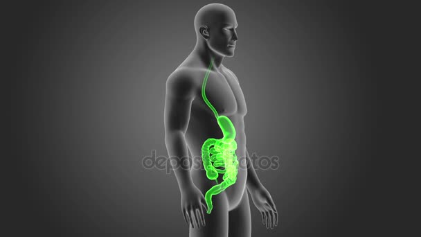 Sistema Digestivo Humano Vista Ilustração — Vídeo de Stock