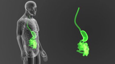 Mide ve ince bağırsak ile vücut 3d çizim