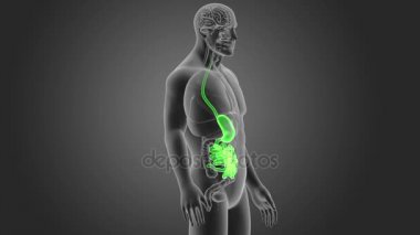 Mide ve ince bağırsak ile vücut 3d çizim