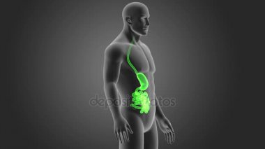 Mide ve ince bağırsak ile vücut 3d çizim