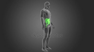 gri arka plan üzerinde insan bağırsak iskelet arka görünüm