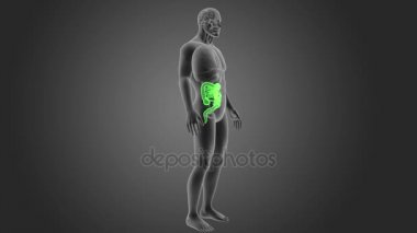 gri arka plan üzerinde insan bağırsak iskelet arka görünüm