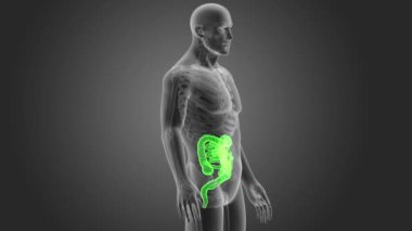 gri arka plan üzerinde insan bağırsak iskelet arka görünüm