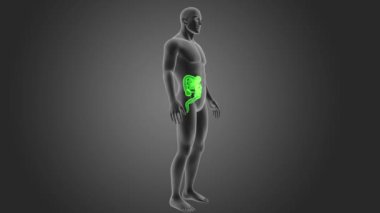 gri arka plan üzerinde insan bağırsak iskelet arka görünüm