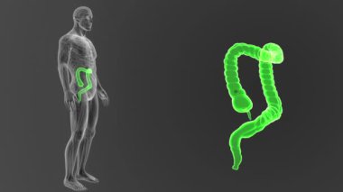 gri arka plan üzerinde bedeninden insan kalın bağırsak iskelet arka görünümü