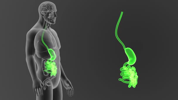 Magen Och Tunntarmen Med Body Illustration — Stockvideo