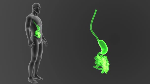 Magen Und Dünndarm Mit Körper Illustration — Stockvideo