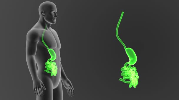 Estômago Intestino Pequeno Com Corpo Ilustração — Vídeo de Stock